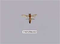 藏品(變側異腹胡蜂)的圖片